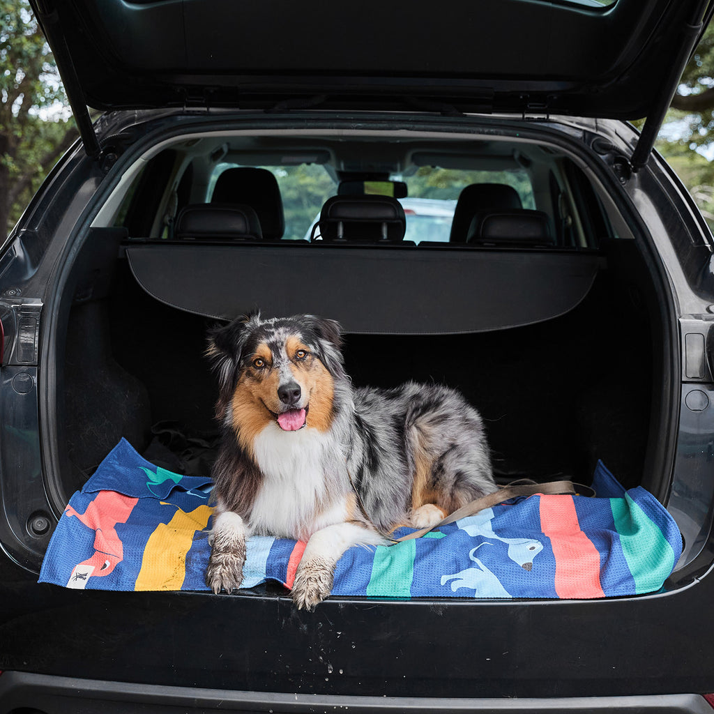 dock and bay towels dog