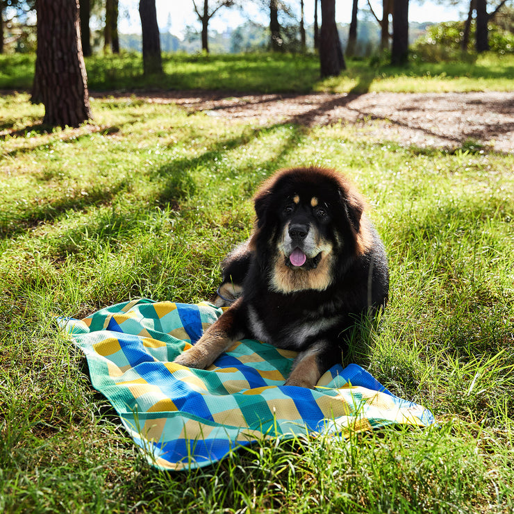 dock and bay towels dog
