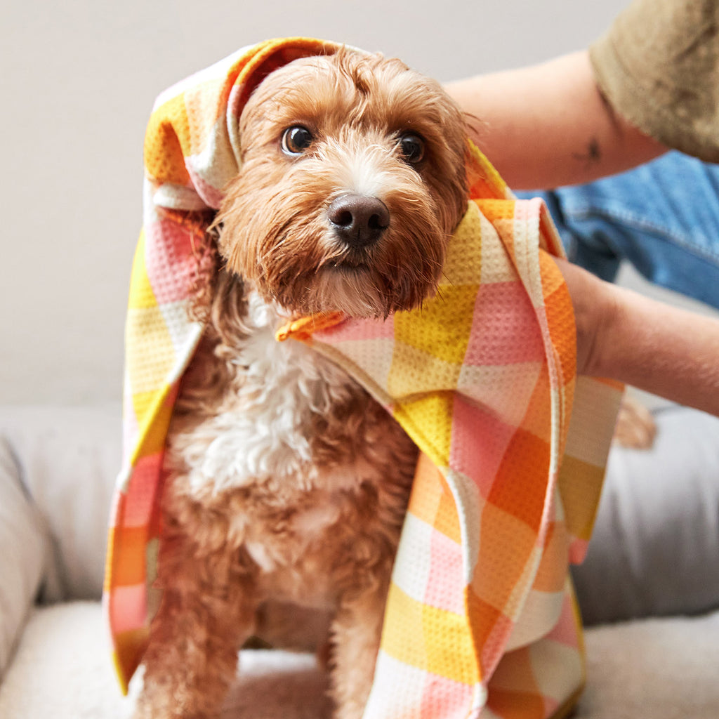 dock and bay towels dog
