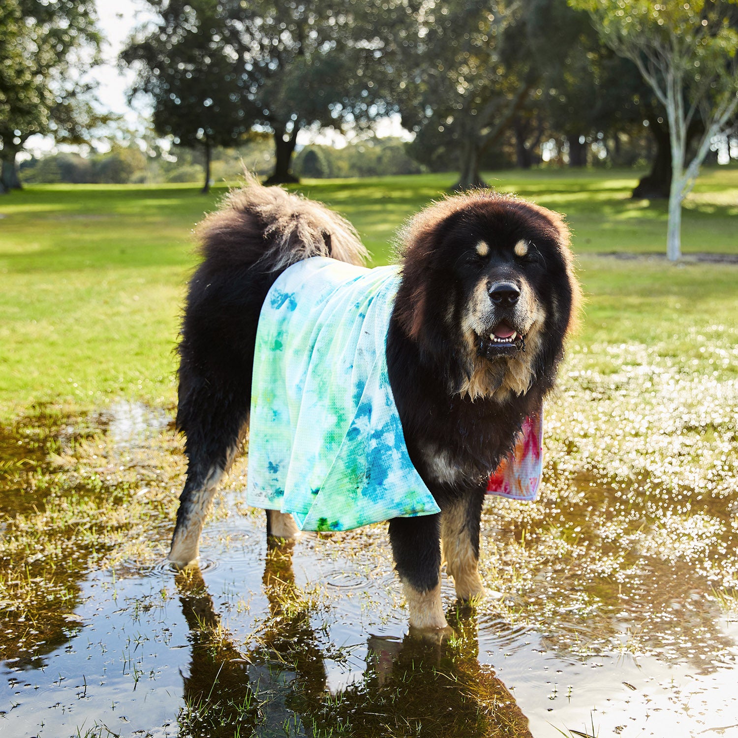 Dock & Bay Dog Towel - Sunset Splash – Dock & Bay EU