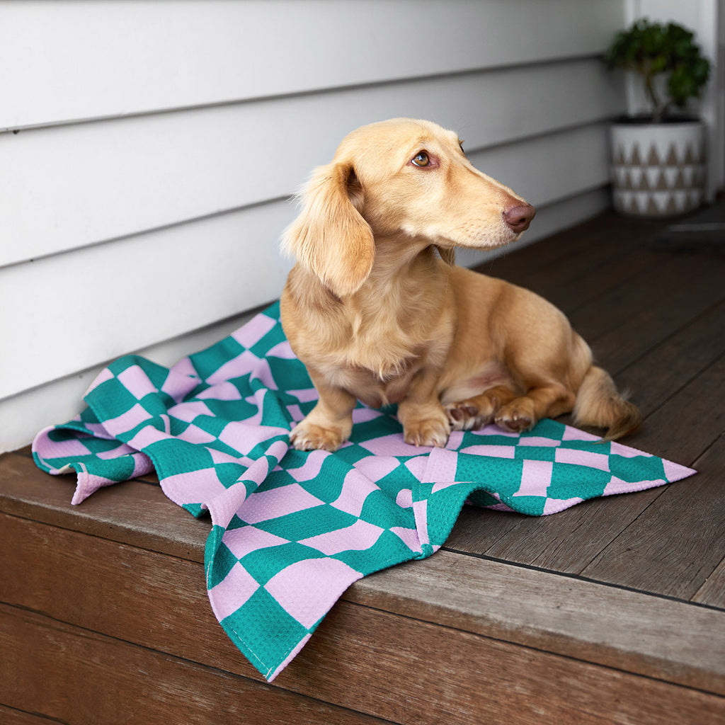 dock and bay towels dog