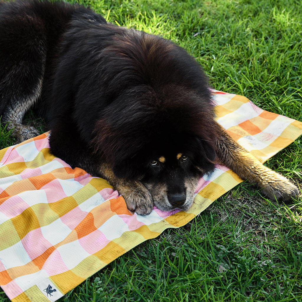 dock and bay towels dog